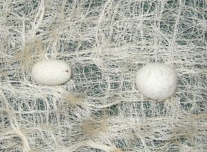 kokoni i svilene niti